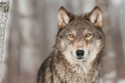 How Do Environmental Scientists Use Technology To Track Grey Wolves